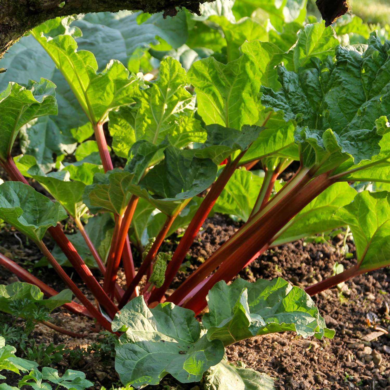 Rhabarber ‘Framboos Rood’